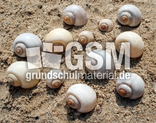 Schneckenhäuser-12.jpg